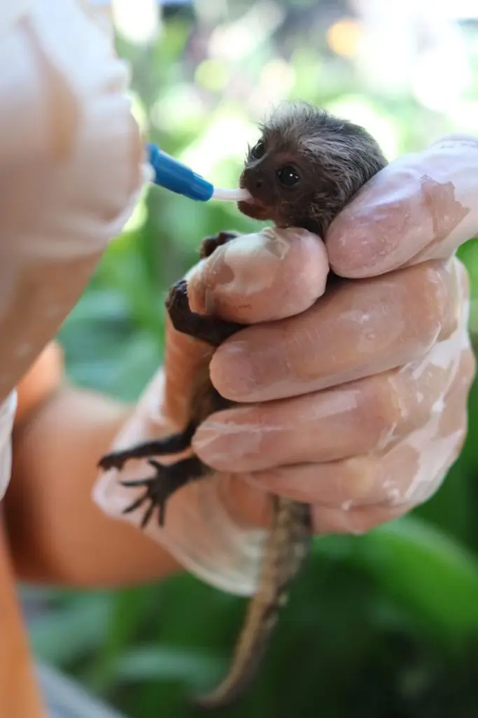 Macaco em recuperação